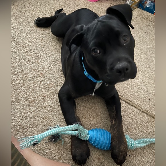 MEET YOUR RESCUE MAMA! โญ๏ธ๐๐๐๐ถ๐ด - Picture 17 of 17